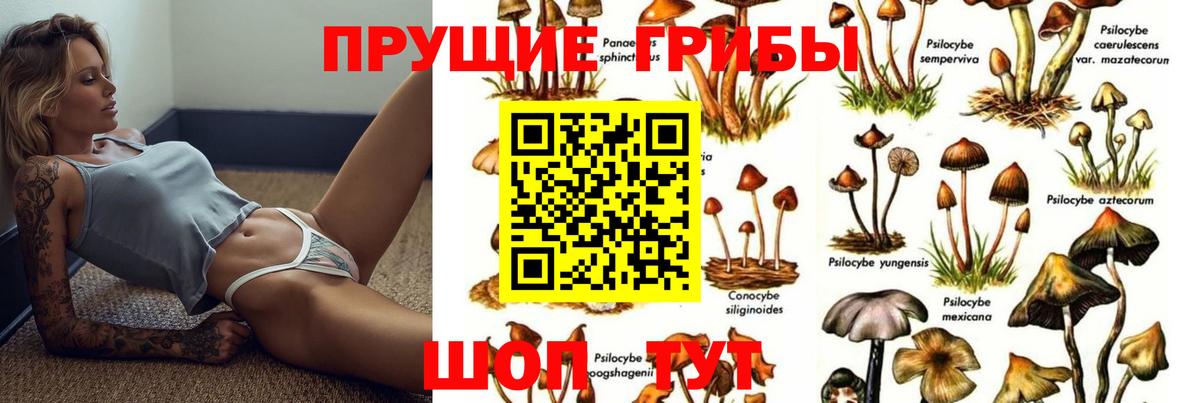 Псилоцибиновые грибы Psilocybe Бор